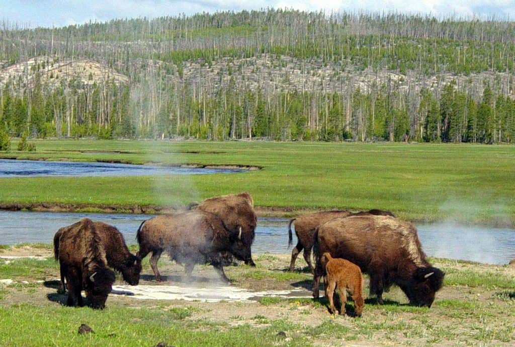 bisons in Wyoming