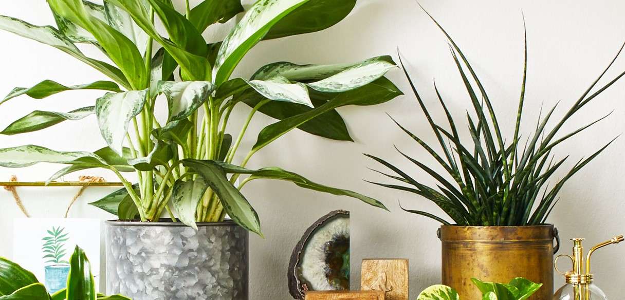 The Best ways to moving Houseplants