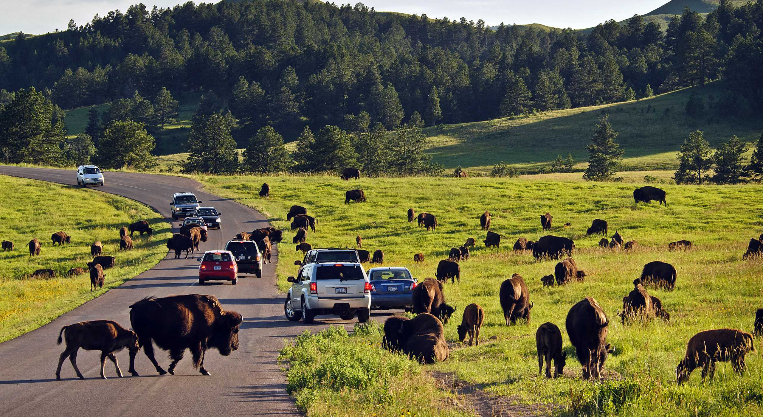 An Ultimate Guide in Moving to South Dakota
