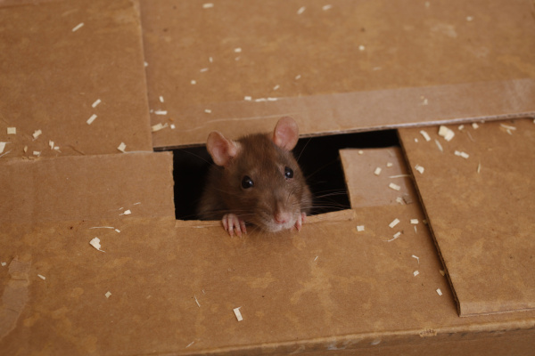 How to Keep Rodents and Bugs from Your Storage Unit