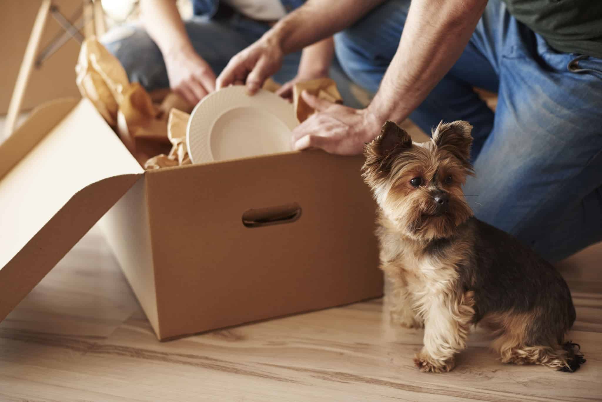 Moving with Pets: A Comprehensive Guide