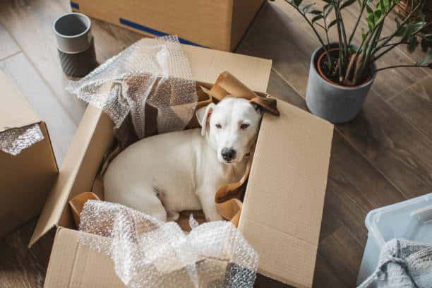 Moving with Pets: Tips and Tricks for a Smooth Transition with Two Men and a Truck